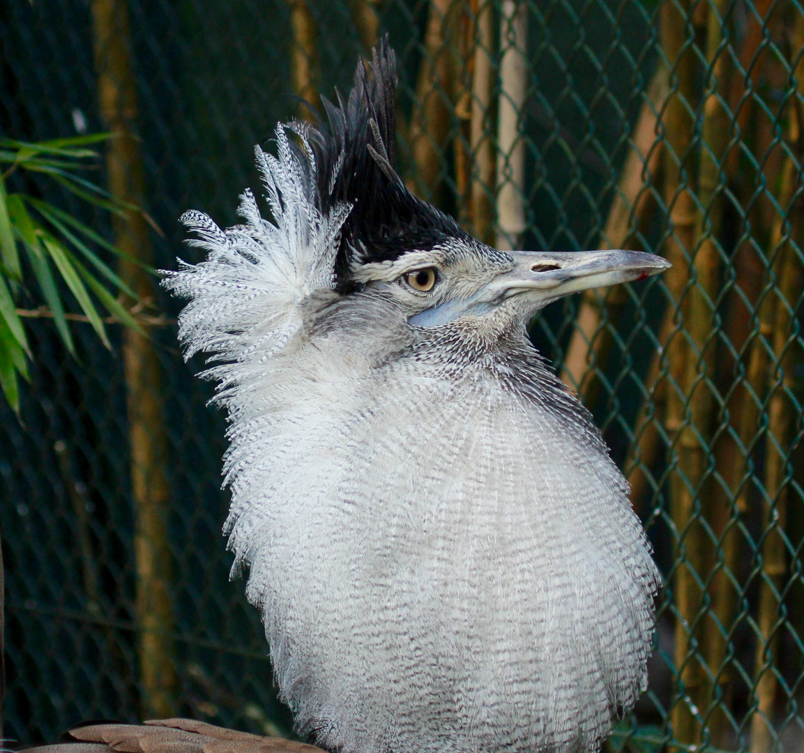 Trappe aus dem Duisburger Zoo