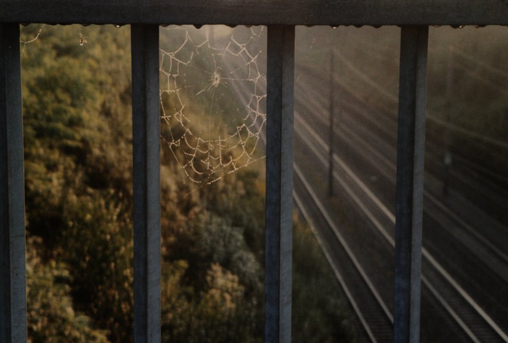 Trapped in Cobweb