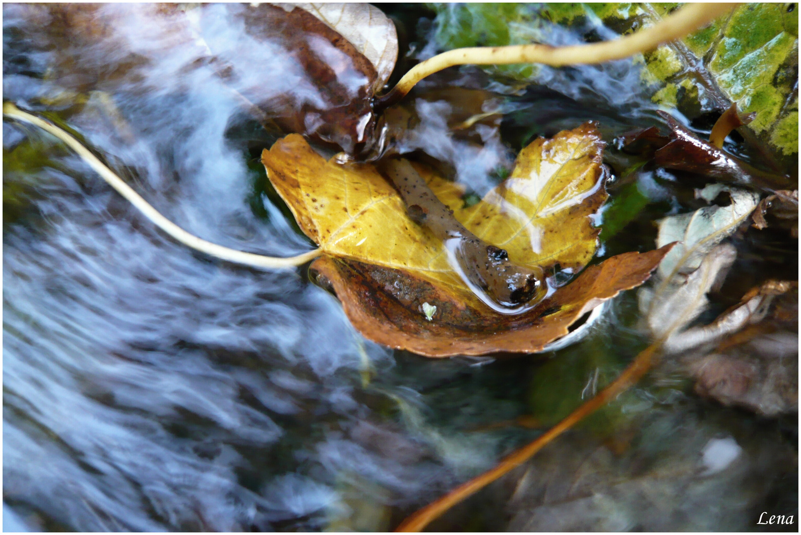 Trapped Leaf