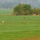 Trappenhahn in Balzpose und Seeadler im Durchflug 1-3