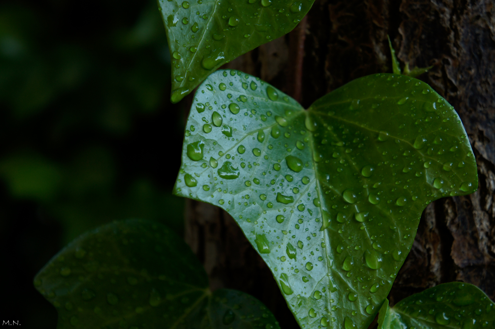 tras a lluvia