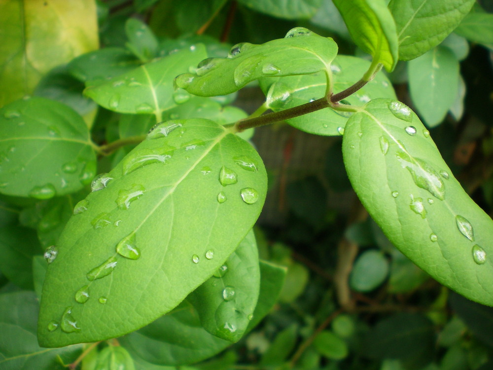 TRAS LA LLUVIA