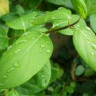 TRAS LA LLUVIA