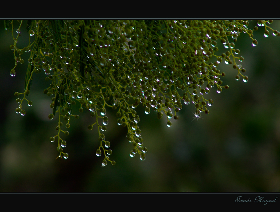 Tras la Lluvia