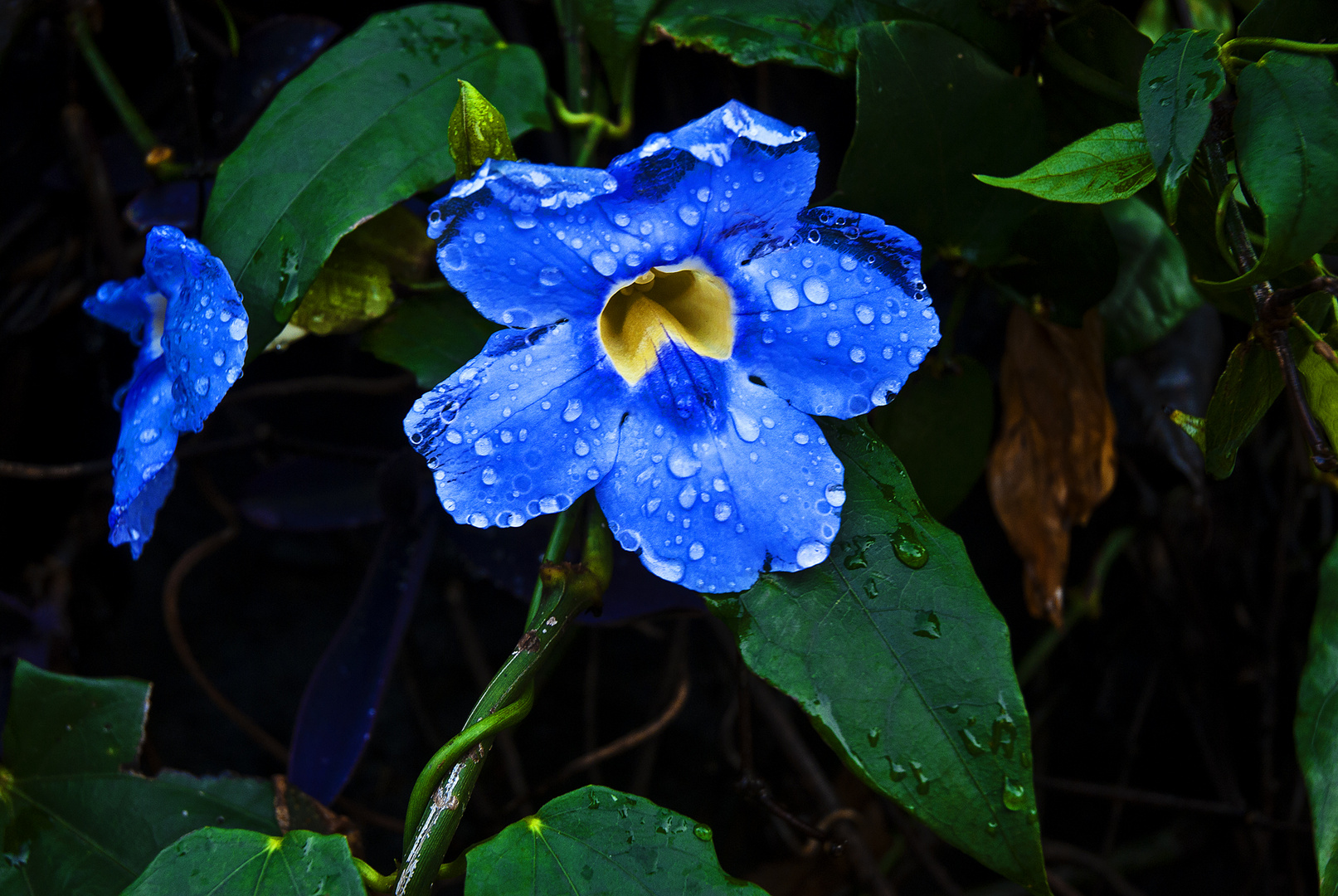 Tras la lluvia