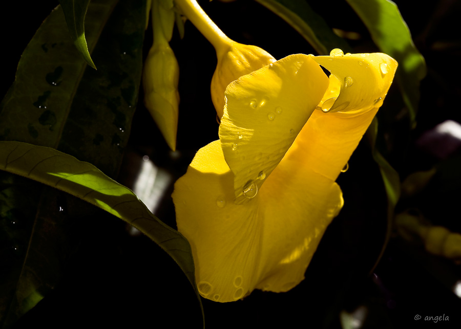 Tras la lluvia (campanula amarilla...Brasil)