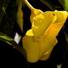 Tras la lluvia (campanula amarilla...Brasil)