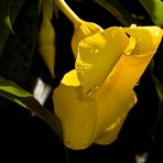 Tras la lluvia (campanula amarilla...Brasil)