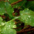 tras la lluvia