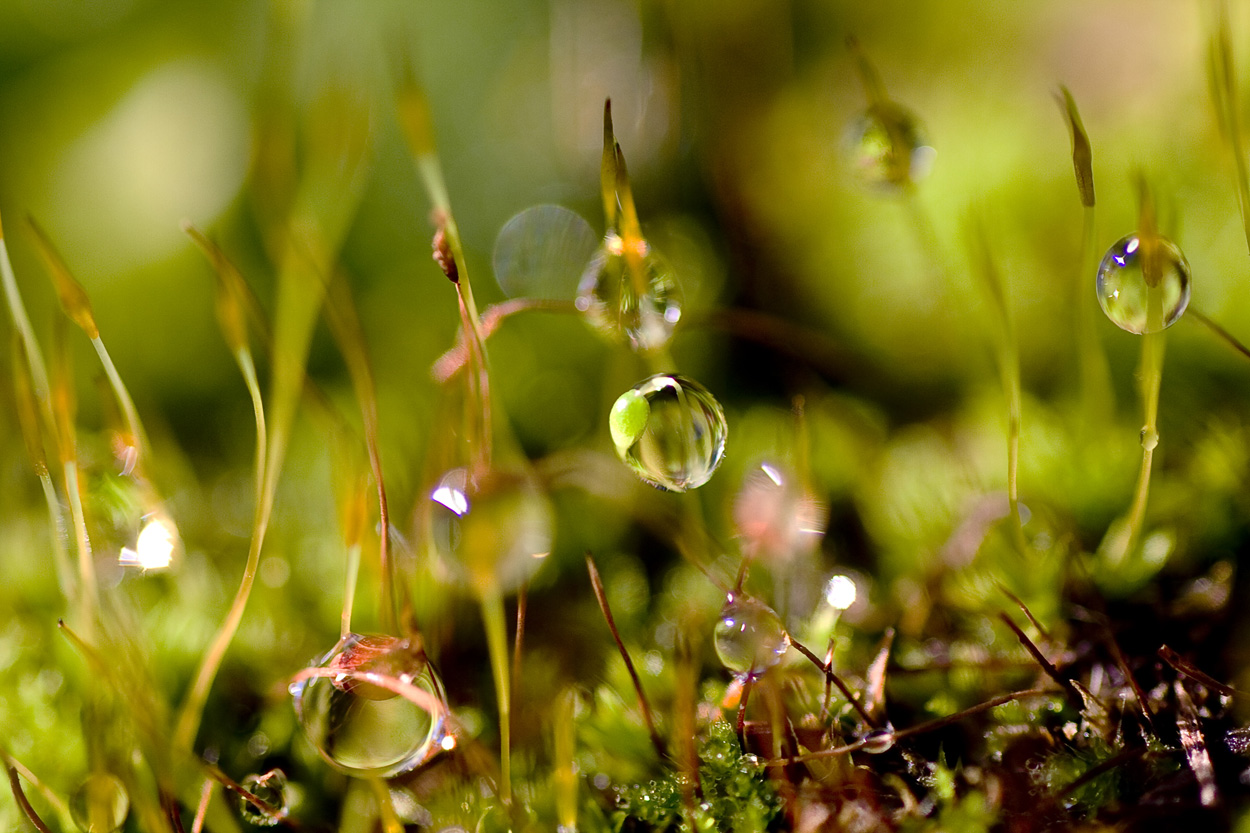 Tras la lluvia