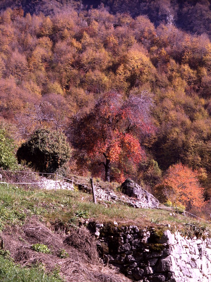 Trasformazione autunnale