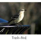 Trash-Bird