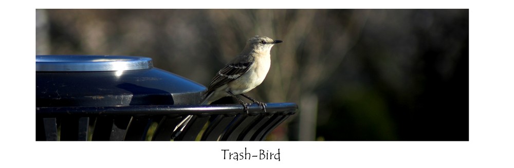 Trash-Bird