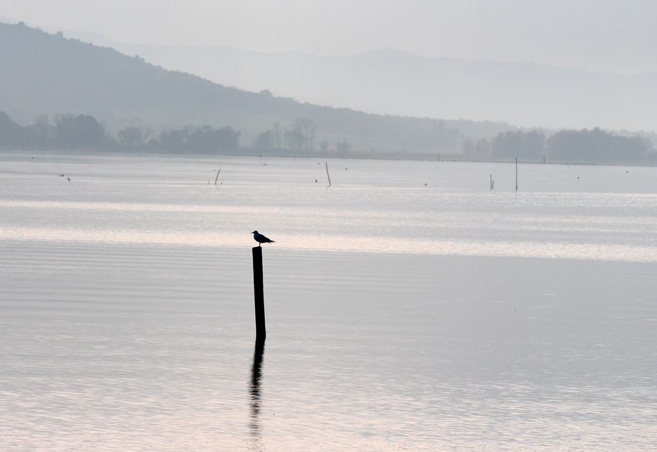 Trasimeno lake 2