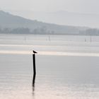 Trasimeno lake 2