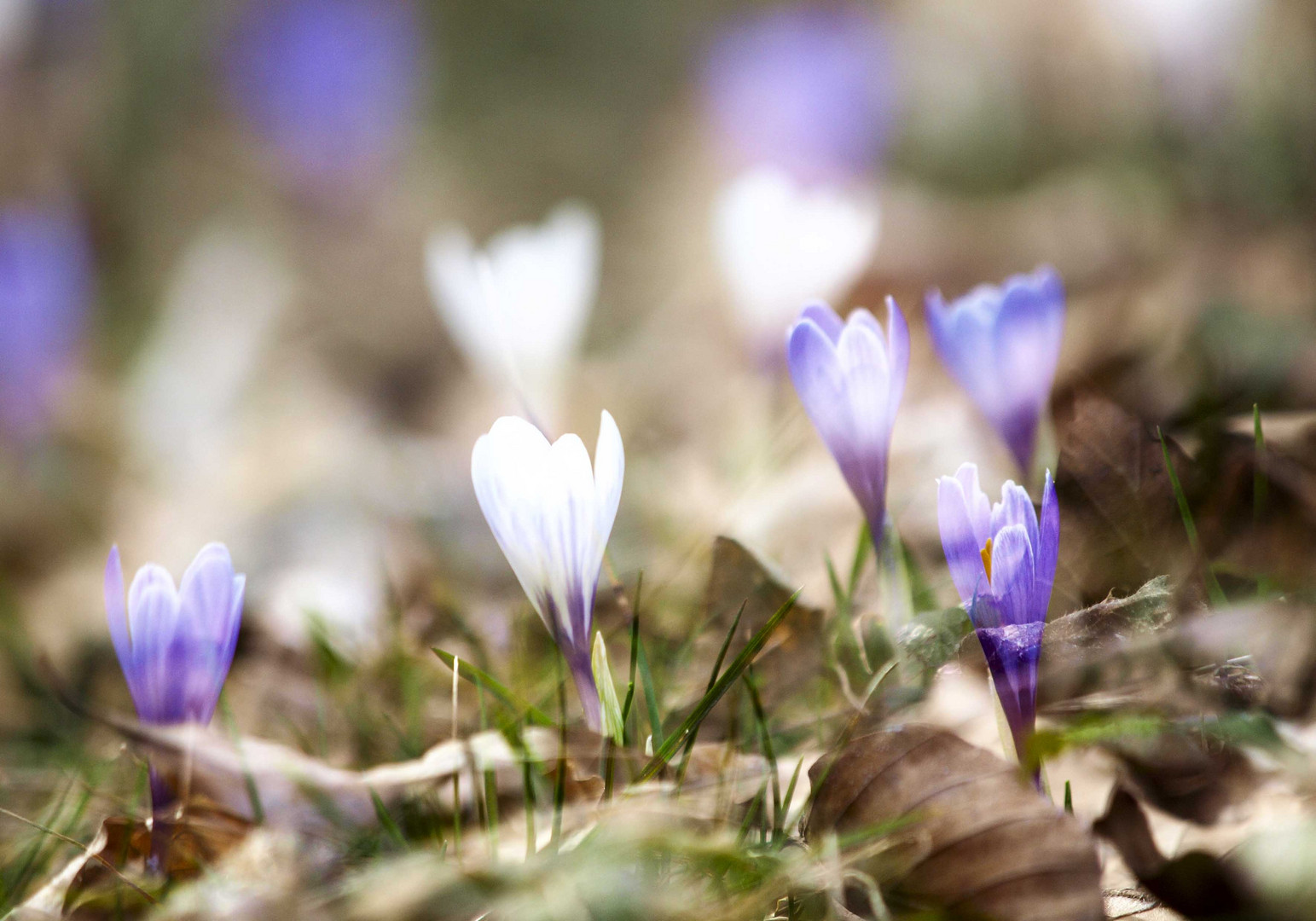 trasparenze di primavera