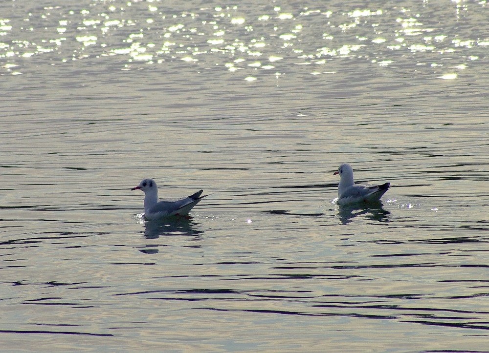 Trasportati dalla corrente ......sul fiume foglia.