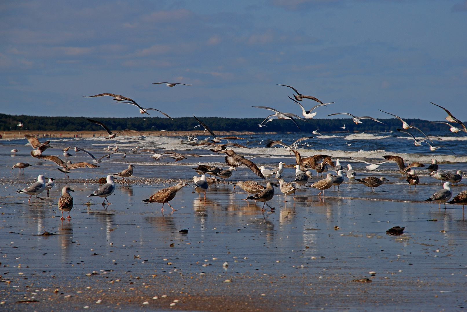  Trassenheide Usedom