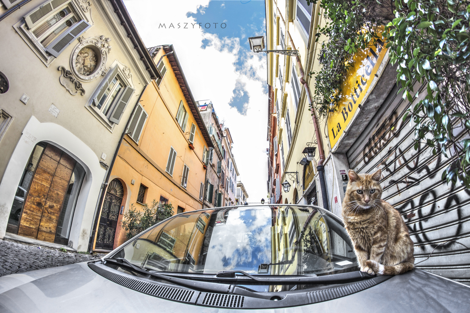 Trastevere .. il Sole & un Gatto, in posa.