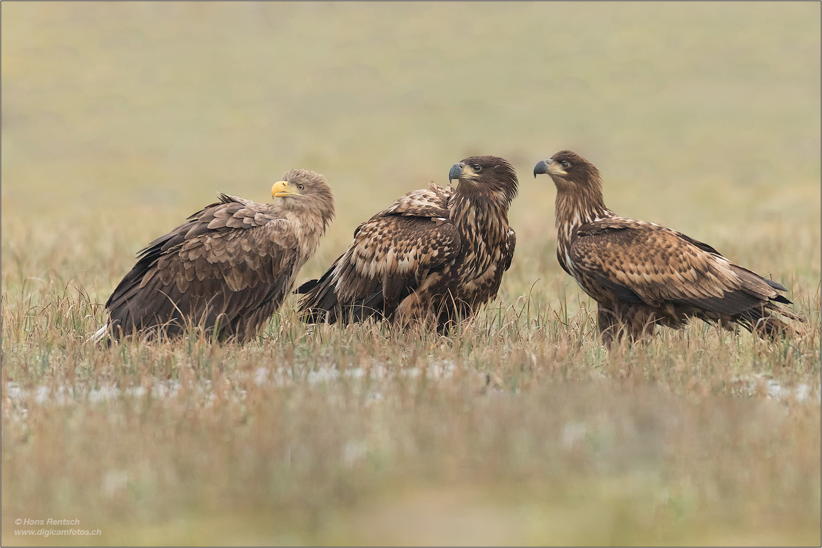 Tratsch.... der Seeadler 