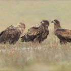 Tratsch.... der Seeadler 