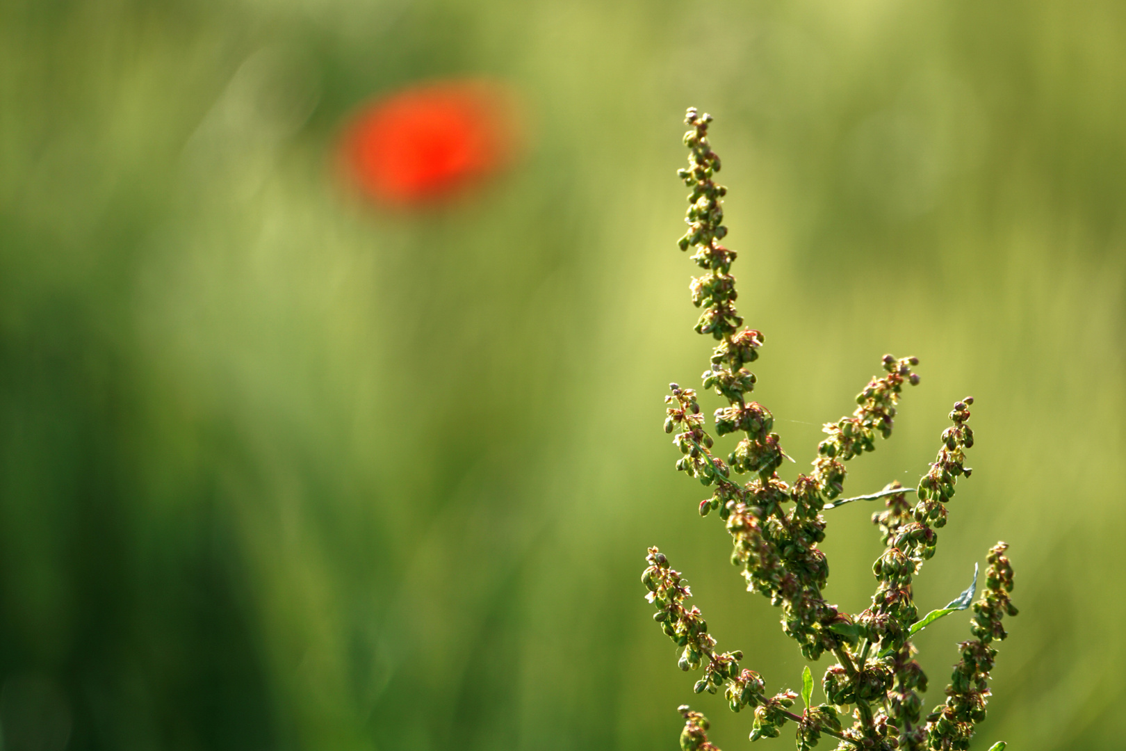 Tratsch mit der farbenfrohen Nachbarin