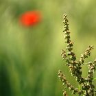 Tratsch mit der farbenfrohen Nachbarin