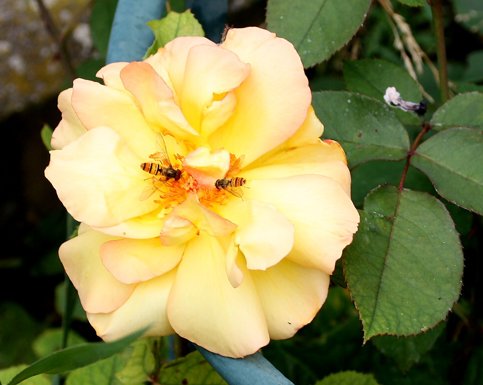 Tratschen auf der Freitagsrose