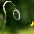 Tratschmohn