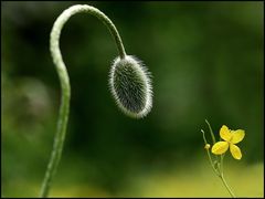 Tratschmohn