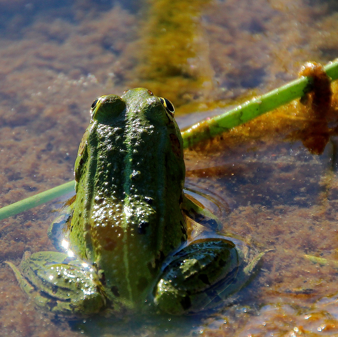 trau Dich - sei (k)ein Frosch ... ´12 * 