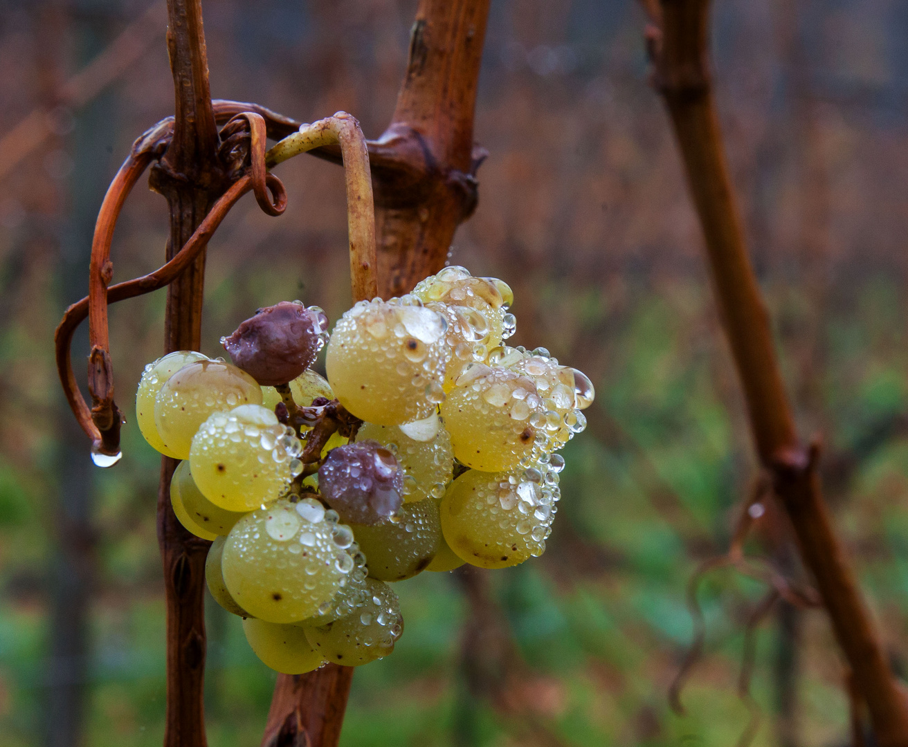 Traube im November-Nebel