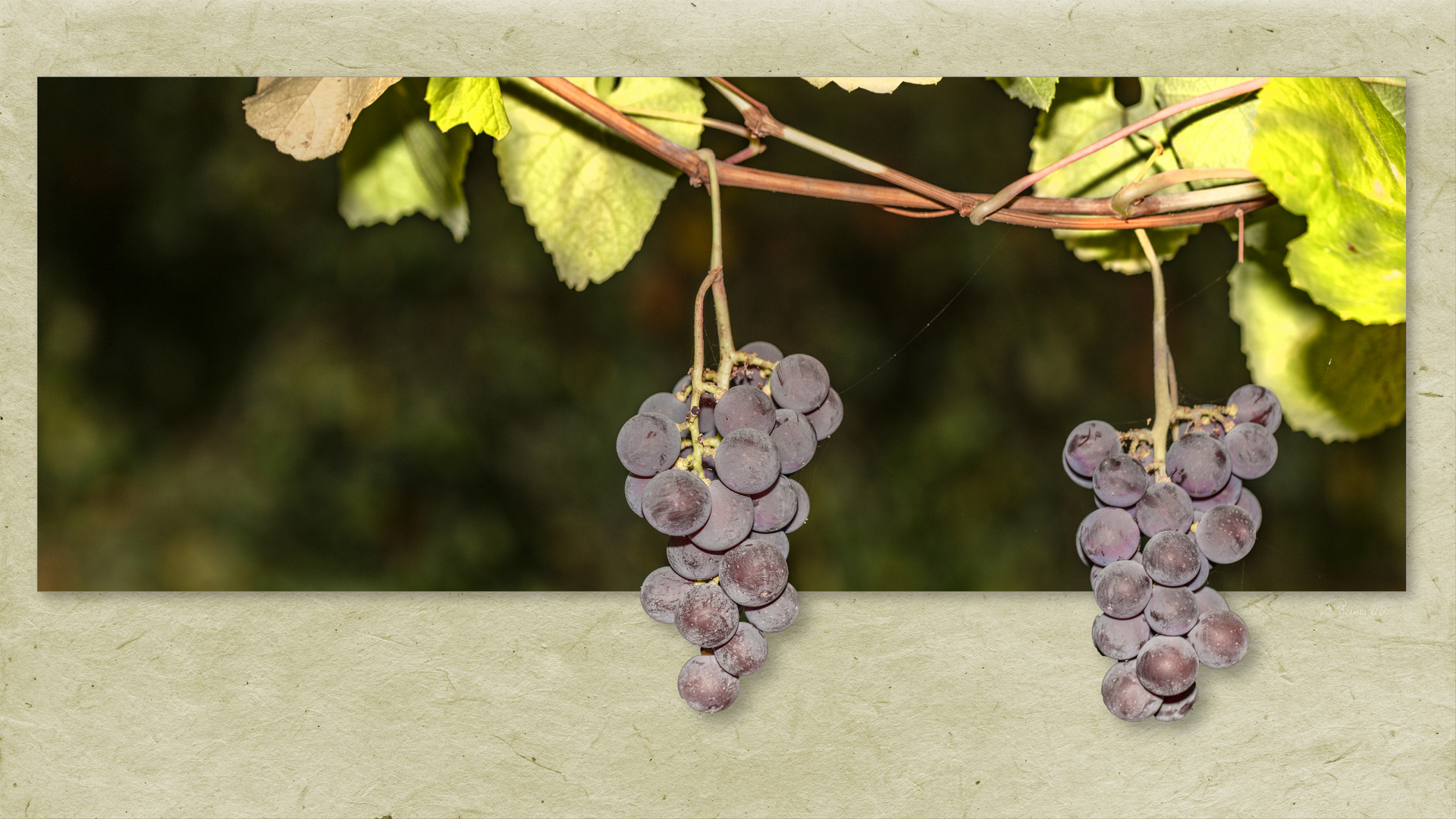 Trauben °°° Foto & Bild | art, spezial, makro Bilder auf fotocommunity Trauben °°° Foto & Bild | art, spezial, makro Bilder auf fotocommunity