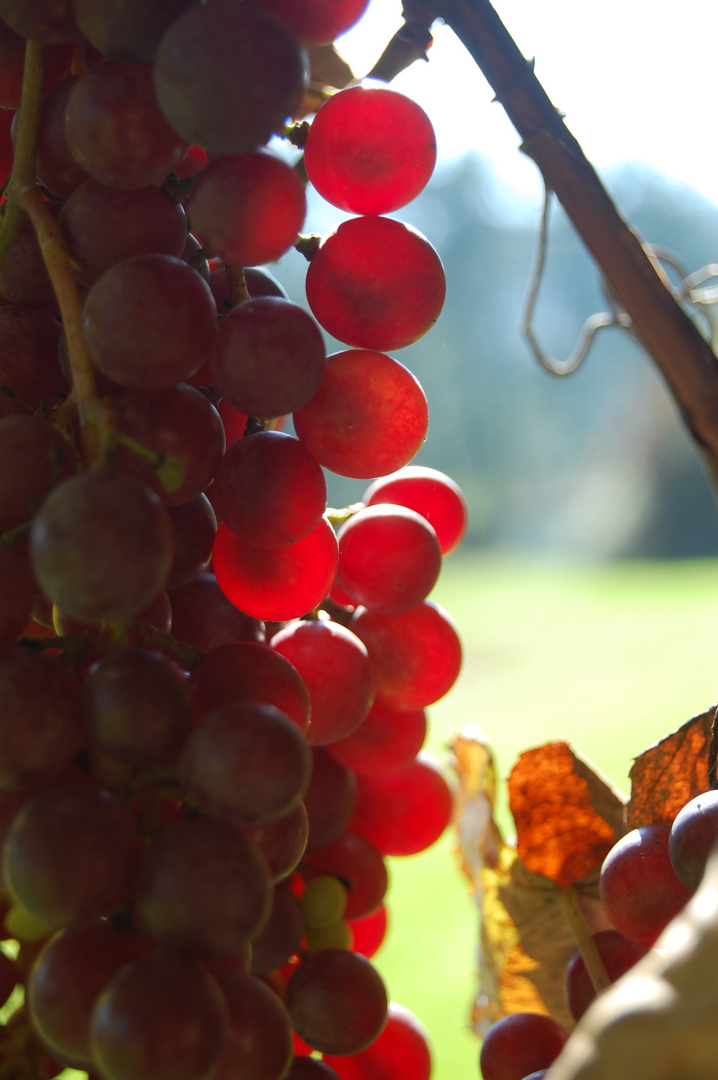 Trauben Foto & Bild pflanzen, pilze & flechten, früchte und beeren, natur Bilder auf