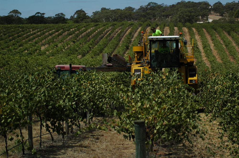 trauben ernte in the Barossa valley