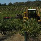 trauben ernte in the Barossa valley