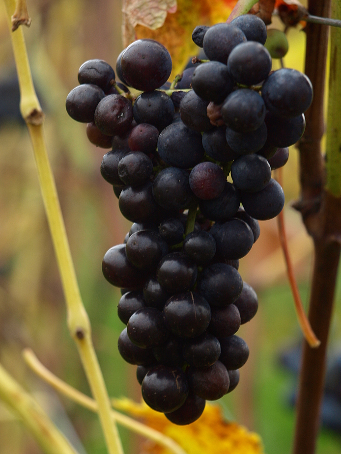 Trauben für lecker Eiswein???