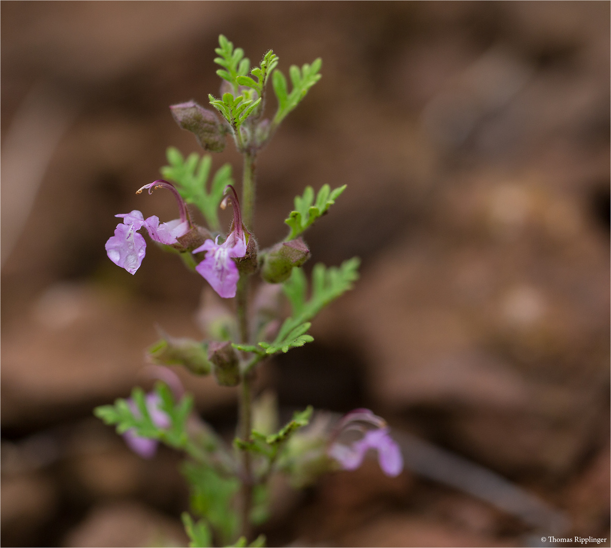 Trauben-Gamander (Teucrium botrys)....