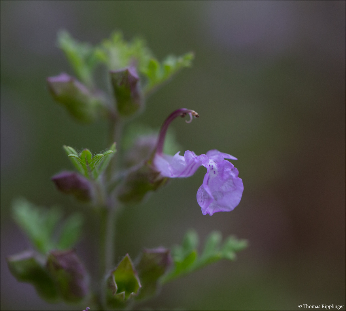 Trauben-Gamander (Teucrium botrys).....