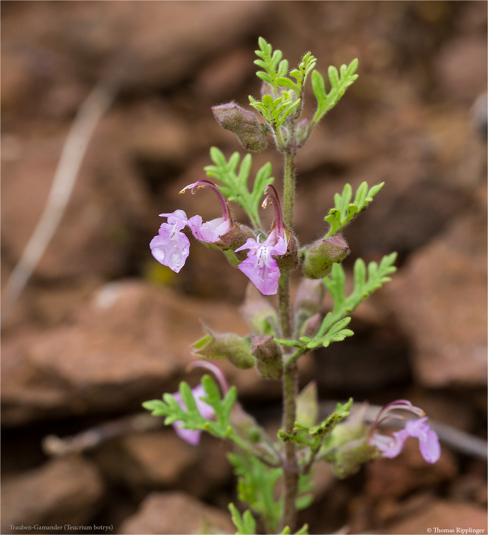 Trauben-Gamander (Teucrium botrys)..