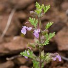 Trauben-Gamander (Teucrium botrys)..