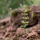 Trauben-Gamander (Teucrium botrys)