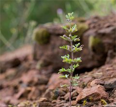 Trauben-Gamander (Teucrium botrys)