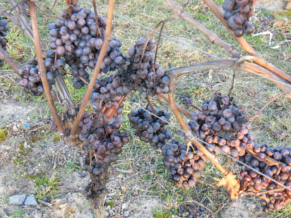 Trauben hängen noch am Weinstock.