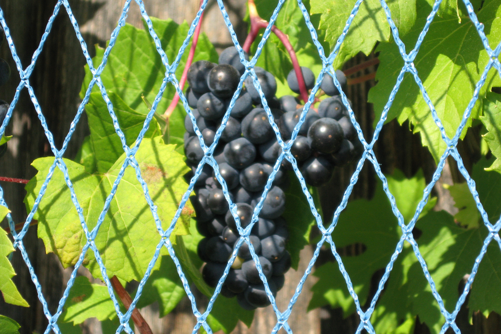 Trauben hinter Gittern