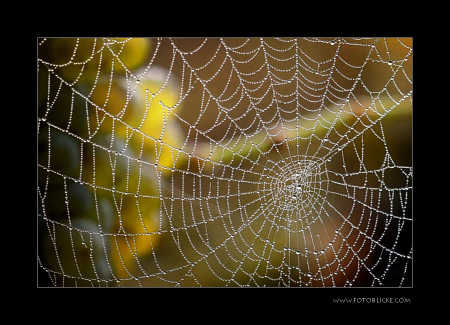 Trauben hinter  Netzen