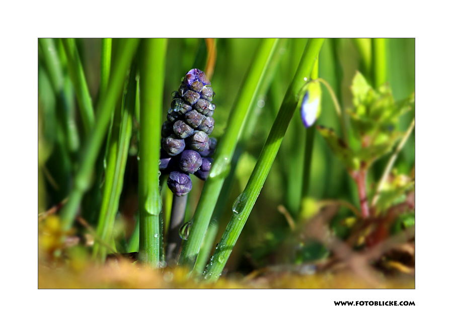 Trauben Hyacinthe #1