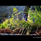 Trauben Hyacinthe #2