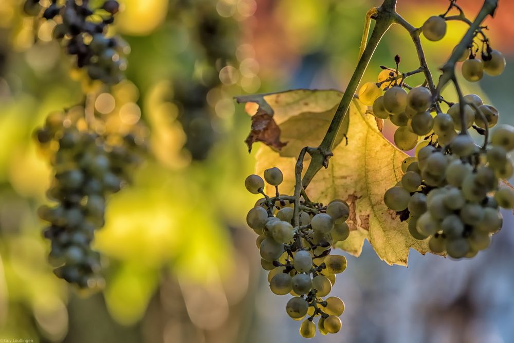 Trauben im Herbst