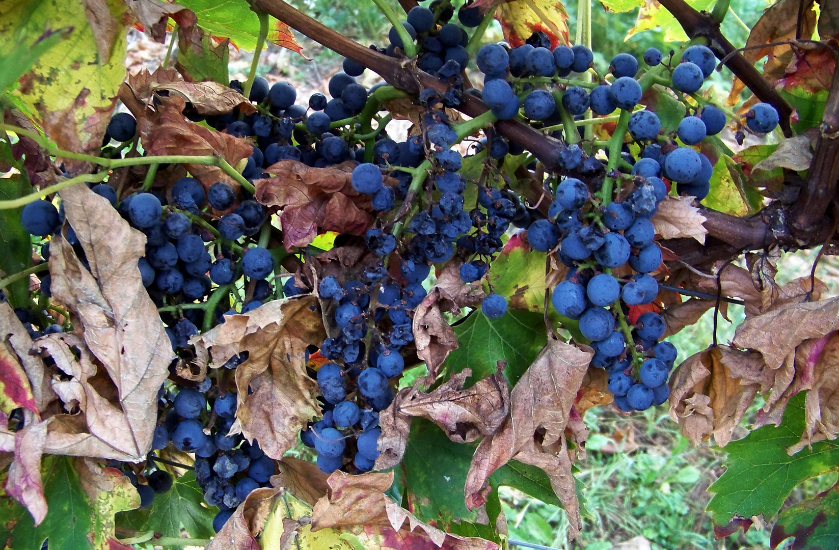 Trauben im Herbst